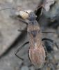 Alydus calcaratus